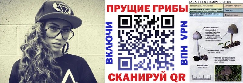 Псилоцибиновые грибы Psilocybine cubensis  Мосальск 